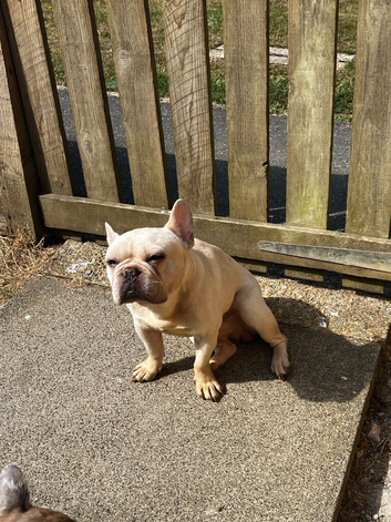 Kc registered French bulldog