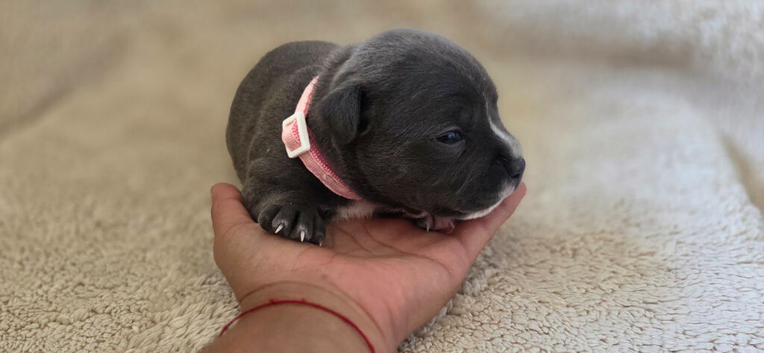 Kc Reg Blue Staffordshire Bull Terrier Puppies