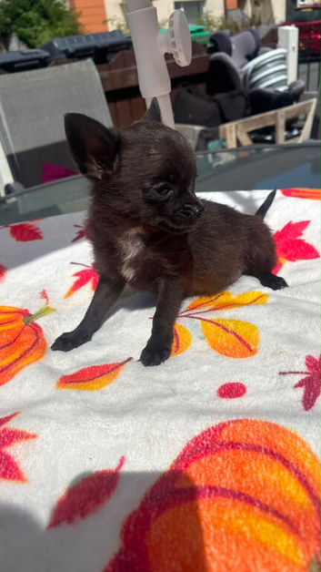 Tea cup chihuahua female