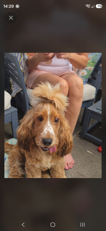 1 year old English spaniel