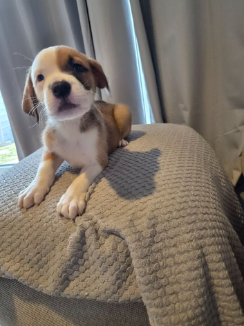 Staffy cross Mastiff pups