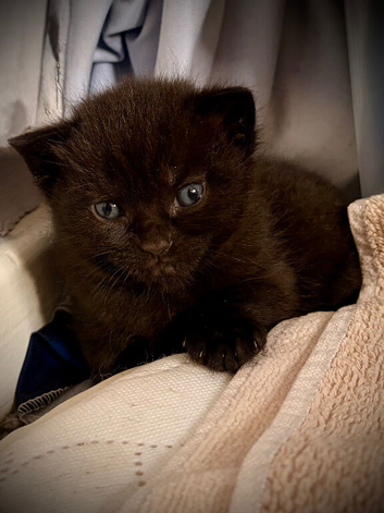 British shorthair X