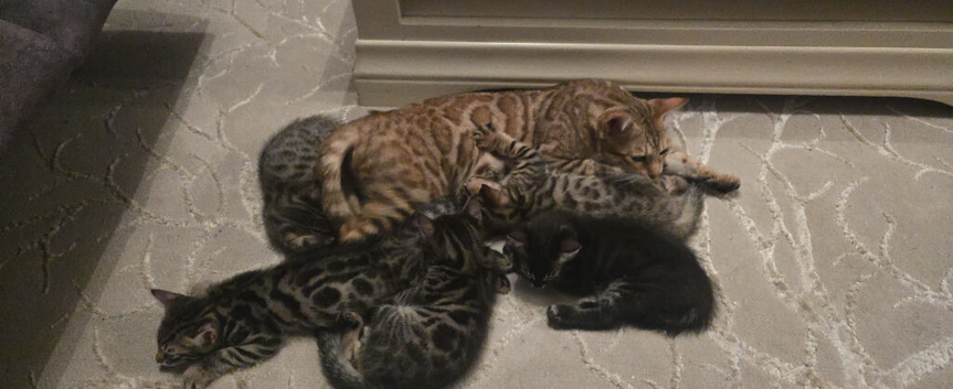 Bengal Cross Kittens