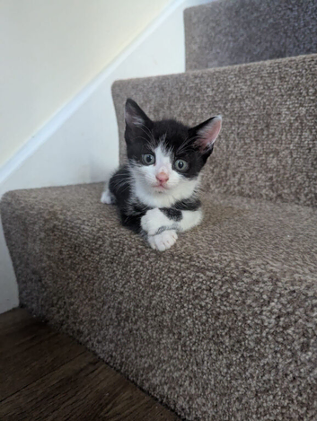 tuxedo kittens