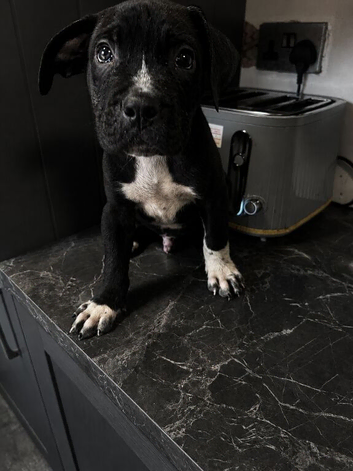 Cane corso puppies