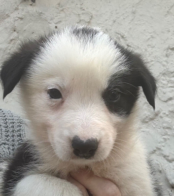 Collie pups from working parents