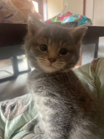 Five gorgeous babies looking for their new homes