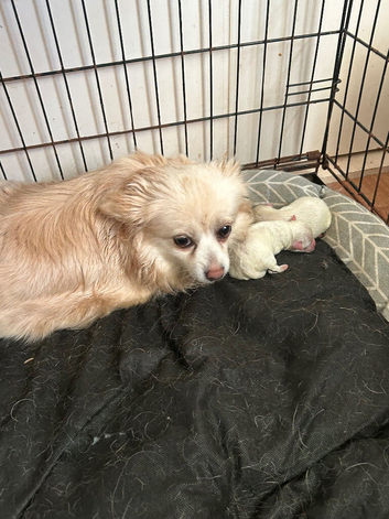 2 pomchi puppies for sale