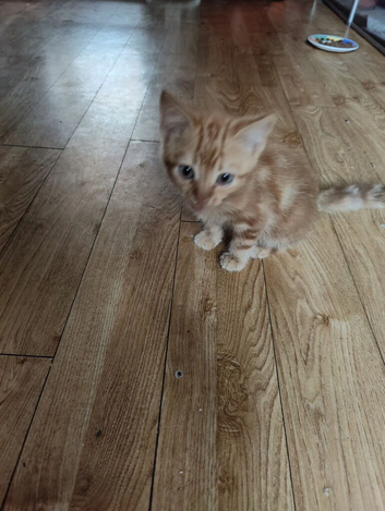 Ginger kitten