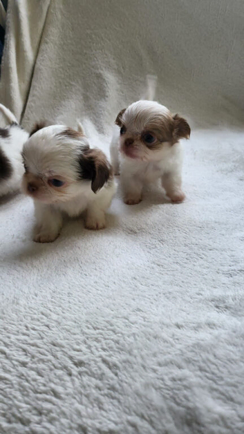 Beautiful Long haired chihuahua puppies
