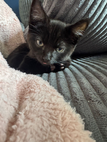 Make kittens for sale