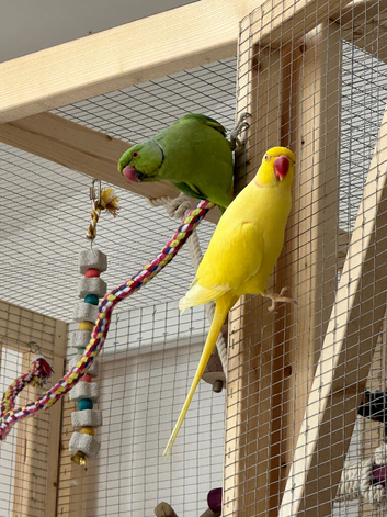 2x beautiful Indian ring necks