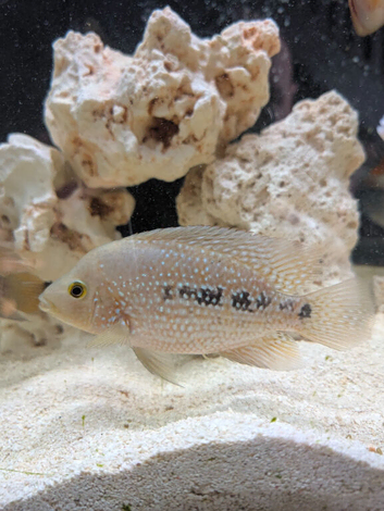 Texas cichlid