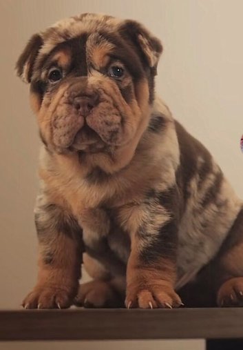 Last Puppy Remaining &ndash; Beautiful Merle Shar Pei