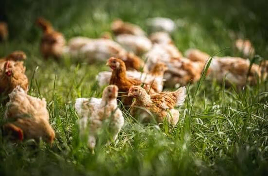 Chickens for sale