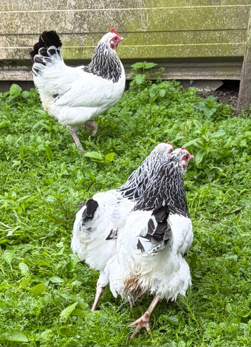 Light Sussex bantam