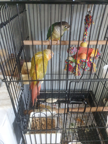 2 Pine  apple semi tamed conurs