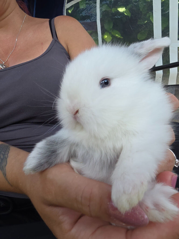 3 Baby Lion lops look for thier new homes in the next 3 weeks