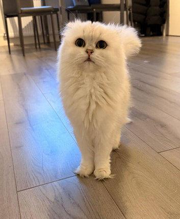 Adorable Scottish female kitten
