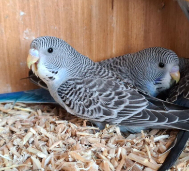 Baby Blackface split budgies