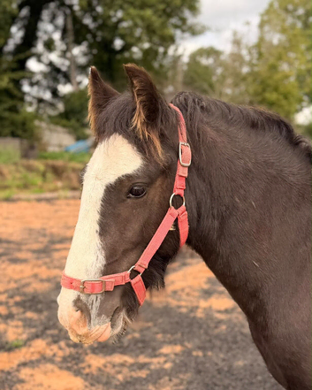 2yr old gelding
