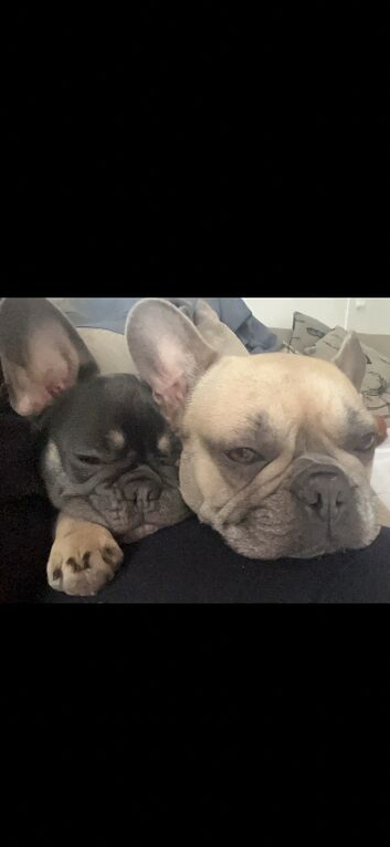 Mum and daughter French Bulldogs