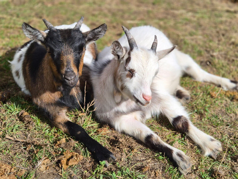 5 friendly pet goats for sale