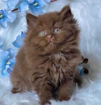 READY TO RESERVE Luxury pedigree male cinnamon/brown British longhair kitten
