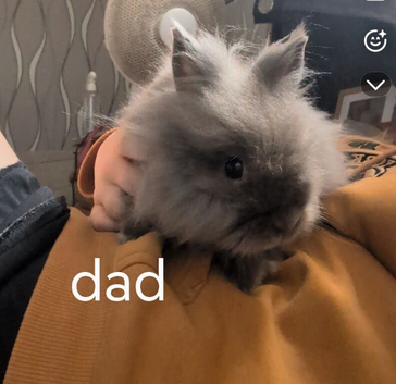 Double maned lionhead X mini lop