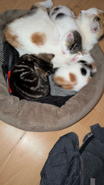 Two lovely female mixed‑breed kittens looking for loving forever homes