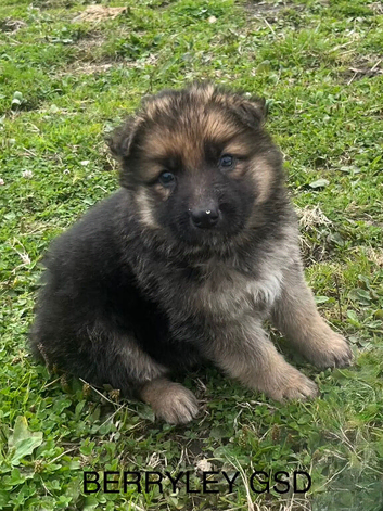 German Shepherd pups