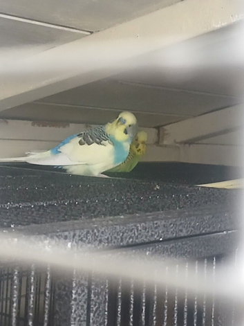 For sale, various birds