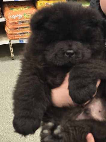 Chow chow