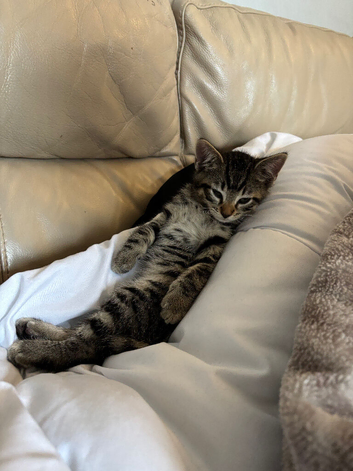 Kittens for sale
