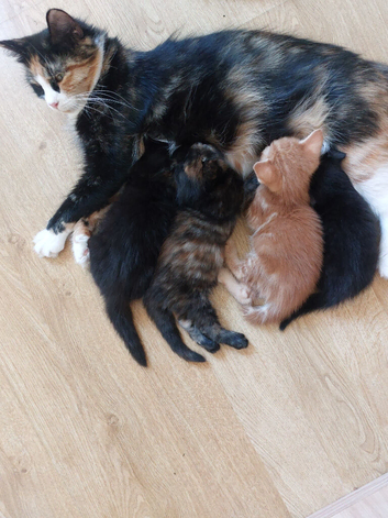 Beautiful Kittens Ready for Reservation (Loving Homes Only)
