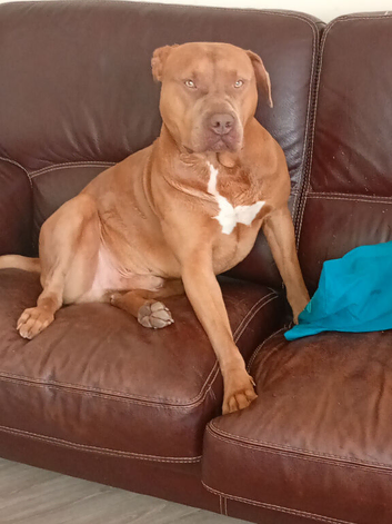 Staffordshire bull terrier