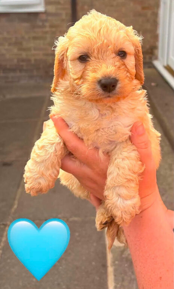 Cockapoo