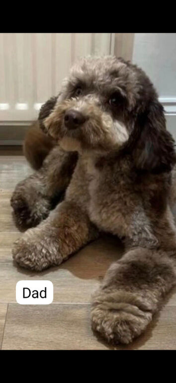 Beautiful f2b cockapoo's