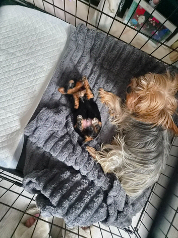 male yorkshire terrior pup
