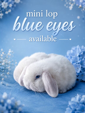 blue-eyed girls mini lop