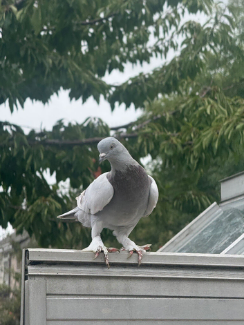 Turkish tumbler pigeon