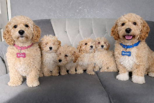 Cockpaoo puppies available now
