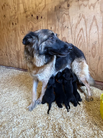 German Shepherd cross Cane Corsa