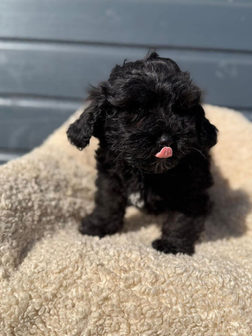 Shihpoo puppy
