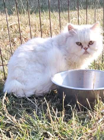 Persian male