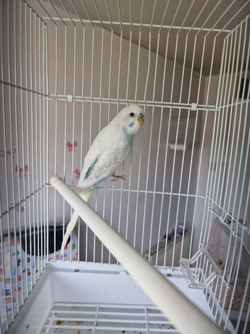 Male budgie