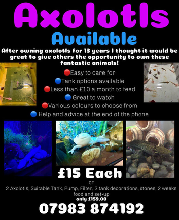 Axolotl&rsquo;s for sale