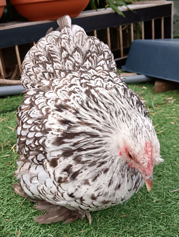 Chocolate Laced Pekin Hen