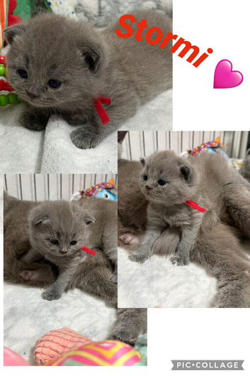 Gorgeous British Short Hair GCCF REGISTERED kittens