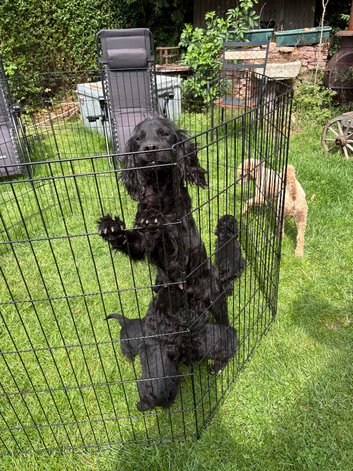 Cockapoo puppies